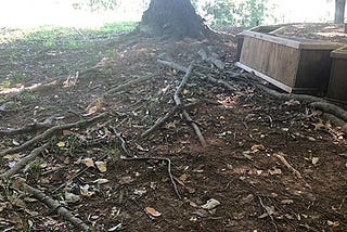 How to Fix Exposed Tree Roots