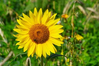 Picture of a sunflower