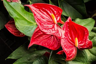 Antúrios - Saiba Como Cuidar (Anthurium Andraeanum)