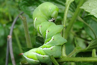 How to Use Natural Pest Control in the Organic Garden