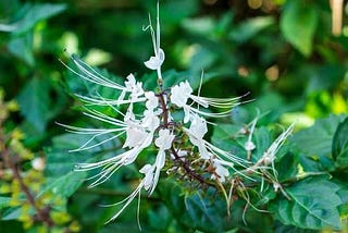 Cat’s whiskers leaves can be used as medicine when processed into herbal teas.