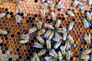 Bees looking busy in the beehive