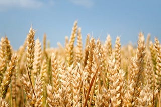 Designing Gluten-Free Wheat with CRISPR-Cas9
