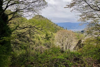 A triangular peak covered in green lies in the background with massive sakura trees providing a beautiful canopy