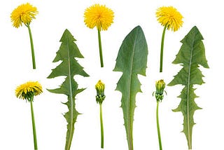 Thinking Citizen Blog —  Dandelions — Wrongly Maligned, Disparaged, Abused