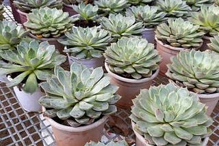 Lakshmi Kamal Plant: How to Grow and Care for Graptopetalum Macdougallii — It is Home Garden
