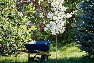 http://www.bhg.com/gardening/trees-shrubs-vines/care/the-proper-way-to-plant-a-tree/