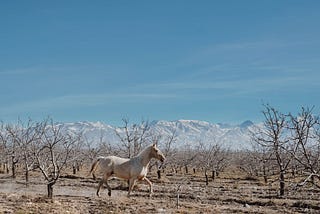 Travel To These Destinations To Really Experience The Richness of Mendoza and It’s Surrounding…