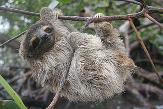 Pygmy Sloth