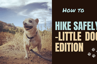 How To Safely Hike With Little Dogs