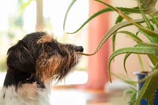 Can You Give Aloe Vera to Dogs?