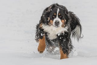 Nine Mountain Dog Breeds + Their Differences