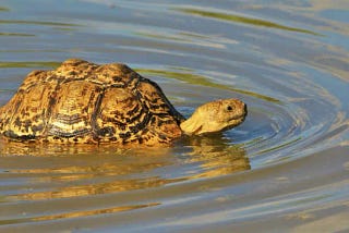 Can Tortoises Swim Like Turtles?