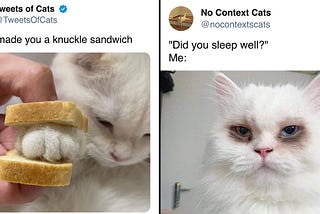 30 Funniest Cat Tweets Of The Week (January 18, 2024)