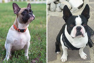 The Main Differences Between French Bulldog And Boston Terrier | Pets Feed