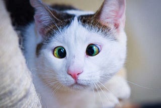 cross eyed cat