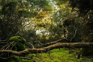 A photo of a dense jungle