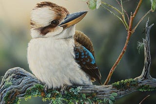 The Australian Laughing Kookaburra — Kingfisher Birds — Tim’s Weird & Wonderful World