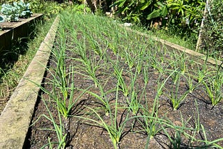 Bawang Merah pada Kotak Lahan (Raised-Bed)