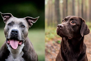 The Differences & Similarities between dogs breeds Pitbull or Labrador.