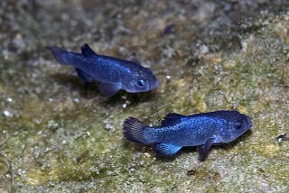 5 Lessons from the Devils Hole Pupfish on Embracing a Growth Mindset