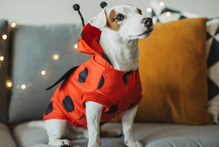 Halloween Dog Safety: The Do’s and Dont’s of Food