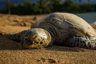 How do Sea Turtles Sleep? — The Diving Response