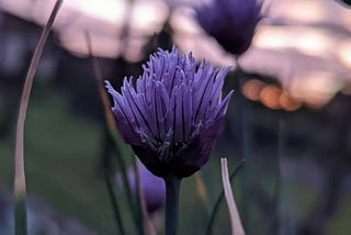 Chives blossom at sunset.