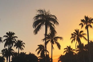 “Palm Trees at Sunset” created by the author using NightCafe Creator.