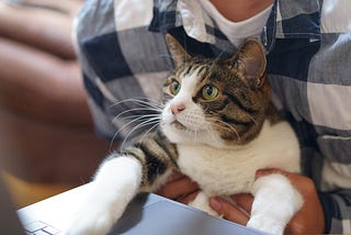 Photo of a gray and white striped tabby cat with green eyes, paws on a mousepad of a laptop, staring at the screen, with a person wearing a blue and white flannel behind them, holding their paws.