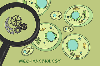 MechanoBiology: An Emerging Field of Biomedical Research