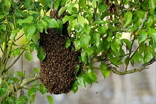 What To Do After Catching A Swarm Of Bees?