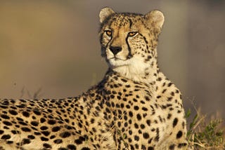 Cheetahs, COVID-19 and the Demand for Crypto-Agility