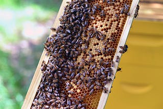 Smiley Honey - Gulf County Florida - Stephanie Arsenault