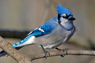 All About the Blue Jay Cyanocitta cristata: Nature’s Bold Blue Beauty