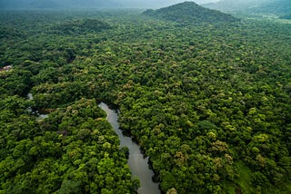 Significant forest conservation gains in Brazil and Colombia in 2023, but global deforestation…