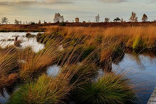 TYPES OF WETLANDS