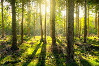 Can’t see the wood for the trees? | ThinkSMART Marketing