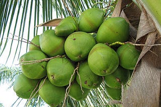 Types of coconuts Viet Nam