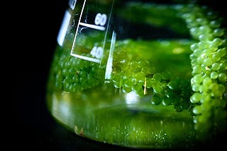 Biofuels and synthetic biology