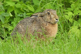 The brown hare