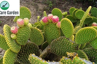 O Cacto Orelha-de-Coelho — Opuntia microdasys