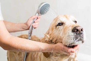 Some Grooming Tips For Your Dog