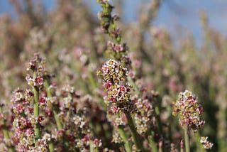 Spring Planting Guide for Attracting Honey Bees