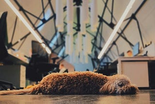A dog is sleeping at an empty office