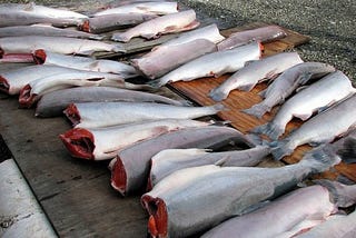 First Alaska Copper River Salmon Hit Seattle