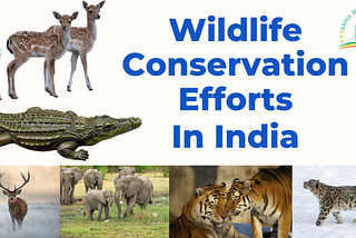Wildlife Conservation Efforts In India