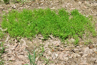 Alfalfa — a wonder crop