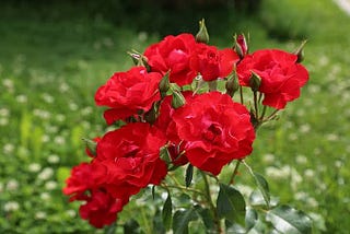 Growing Roses with Love: Tips for Cultivating Your Own Rose Garden | Swatt Views