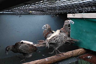 Hostile Habitats: the realities of game-bird shooting’s impact on animals and the environment